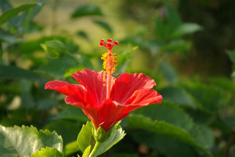 扶桑 花|扶桑花(扶桑花):形態特徵,生長習性,地理分布,主要品種,。